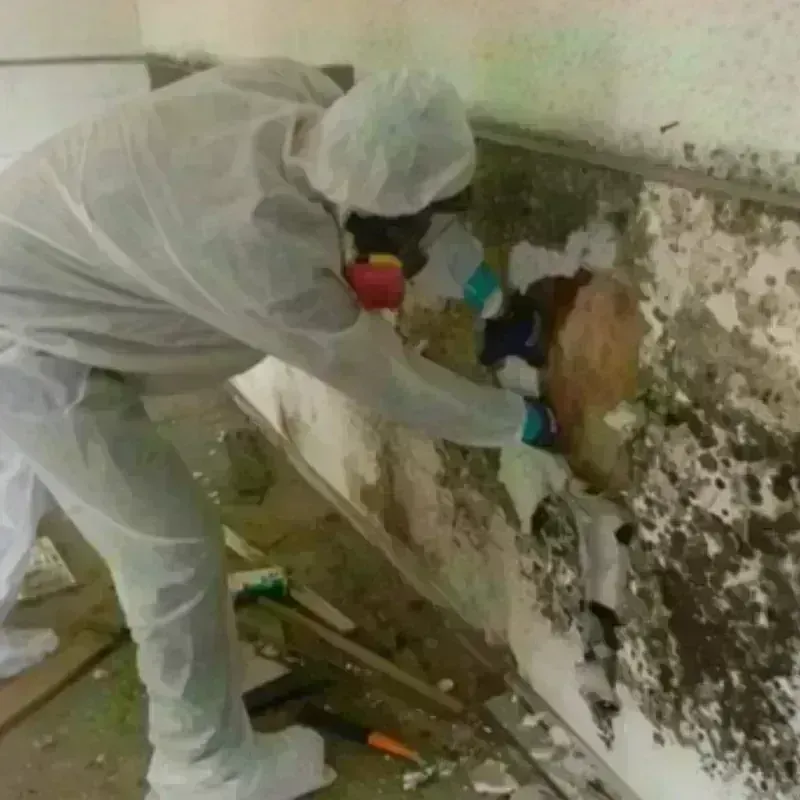 Mold Remediation and Removal in Harris County, TX